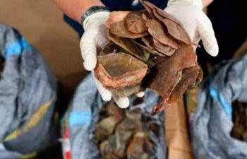 1.4-tonnes-of-pangolin-scales-seized-in-thailand