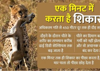 cheetah-in-gwalior:-कूनो-से-ग्वालियर-पहुंची-मादा-चीता-वीरा,-भंवरपुरा-के-गांव-में-बकरियों-का-किया-शिकार