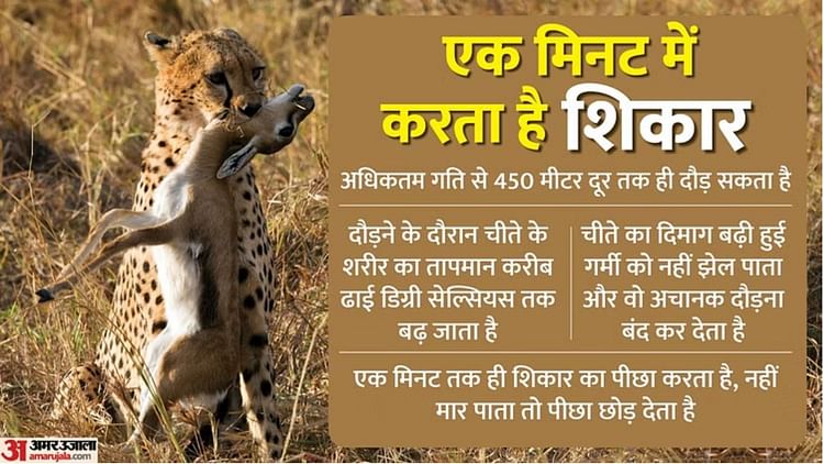 cheetah-in-gwalior:-कूनो-से-ग्वालियर-पहुंची-मादा-चीता-वीरा,-भंवरपुरा-के-गांव-में-बकरियों-का-किया-शिकार