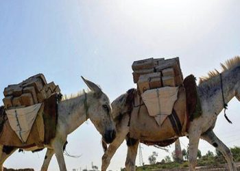 pakistan-donkey-populatio:-गधे-सुधारेंगे-पाकिस्तान-की-अर्थव्यवस्था