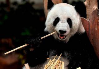 12-tourists-at-panda-research-center-banned-for-“uncivilised-behaviour”