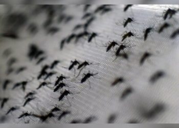 dengue-cases-surging:-here-are-some-common-symptoms-and-precautions