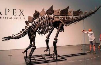 dinosaur-skeleton-breaks-auction-record-with-$44.6-million-sale