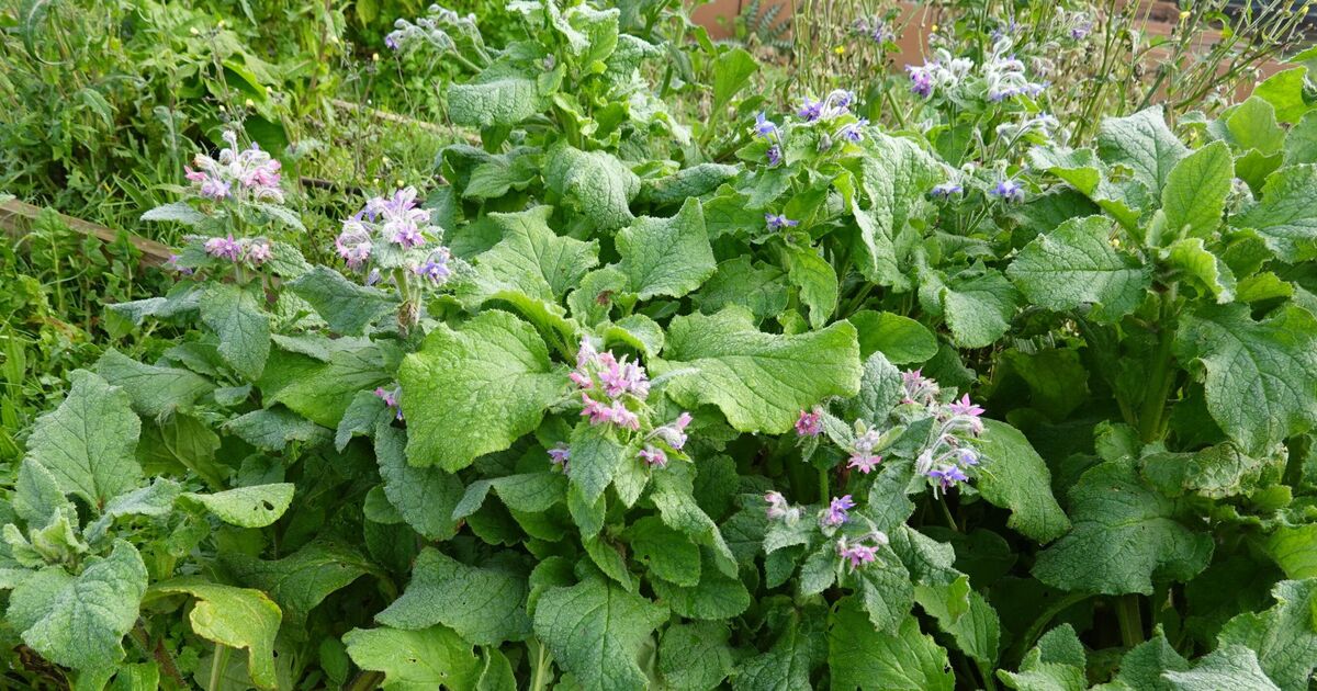 gardening-expert-shares-hay-fever