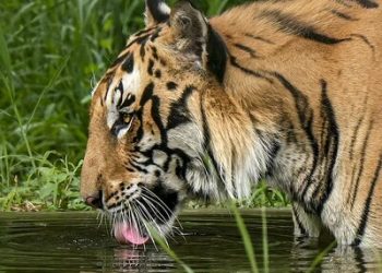 international-tiger-day-2024:-history,-significance,-quotes-and-more