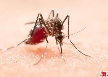 zika-virus:-डेंगू-के-साथ-जीका-संक्रमण-के-भी-बढ़े-मामले,-जानिए-कौन-सा-ज्यादा-खतरनाक-और-कैसे-करें-अंतर?