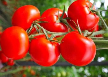 tomato-prices-increased:-आलू-प्याज-के-बाद-अब-टमाटर-के-भाव-भी-हुए-'लाल',-दामों-में-और-तेजी-के-आसार