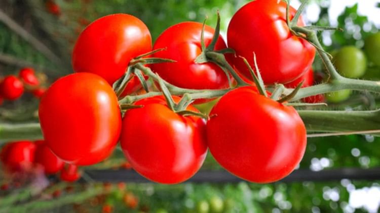 tomato-prices-increased:-आलू-प्याज-के-बाद-अब-टमाटर-के-भाव-भी-हुए-'लाल',-दामों-में-और-तेजी-के-आसार