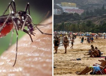 urgent-warning-issued-as-deadly-tiger-mosquitoes-invade-popular-holiday-hotspot