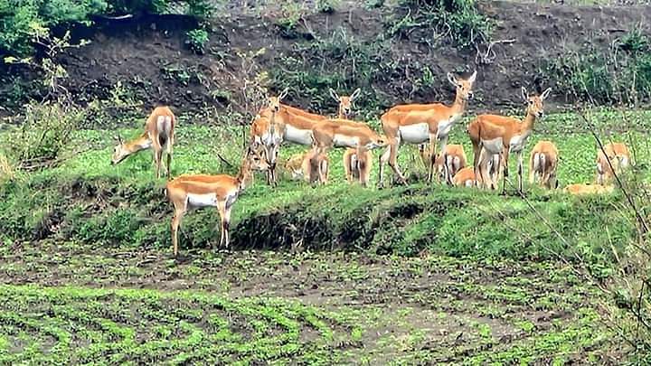 damoh-news:-बारिश-के-बीच-हिरणों-का-झुंड-खेतों-में-कर-रहा-अठखेलियां,-यह-देखकर-कलेक्टर-भी-हुए-रोमांचित