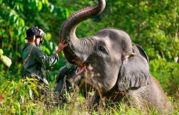 spanish-tourist-killed-by-elephants-in-south-africa