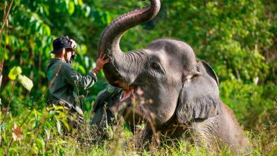 spanish-tourist-killed-by-elephants-in-south-africa