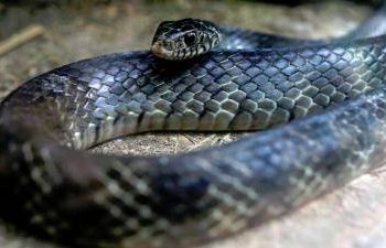 man-in-china-caught-smuggling-100-live-snakes-in-his-trousers