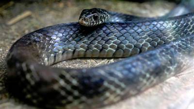 man-in-china-caught-smuggling-100-live-snakes-in-his-trousers