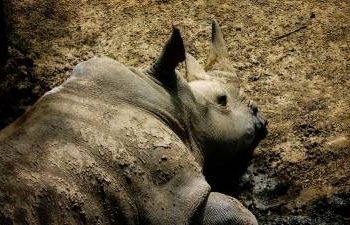 floods-in-india’s-assam-kill-nine-one-horned-rhinos