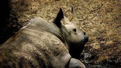 floods-in-india’s-assam-kill-nine-one-horned-rhinos