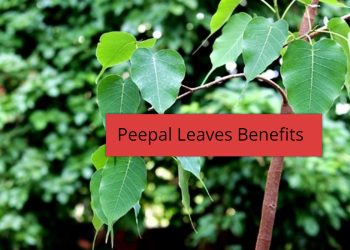 peepal-leaves-benefits:-पीपल-के-पत्ते-खाने-के-8-सबसे-बड़े-फायदे