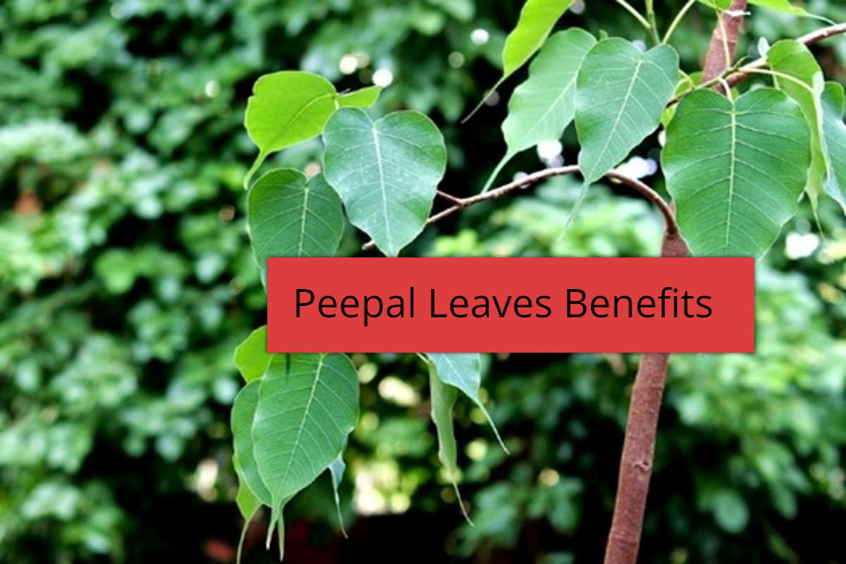 peepal-leaves-benefits:-पीपल-के-पत्ते-खाने-के-8-सबसे-बड़े-फायदे