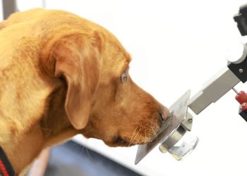 dogs-that-sniff-out-diseases-could-help-develop-ai-tools-for-cancer-diagnosis