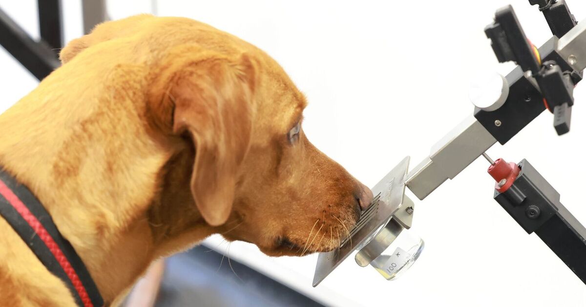 dogs-that-sniff-out-diseases-could-help-develop-ai-tools-for-cancer-diagnosis