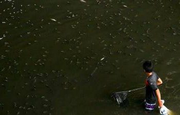 thailand-nets-1.3-million-kilograms-of-invasive-fish