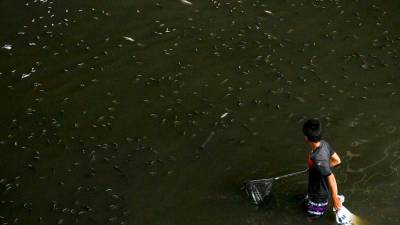 thailand-nets-1.3-million-kilograms-of-invasive-fish